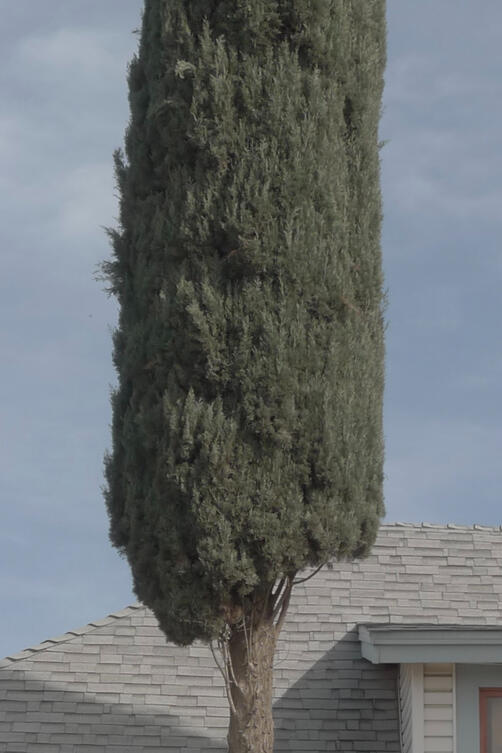 Home. A shrub like tree in front of a 2 story home. California. Photography by Mike Hamar.