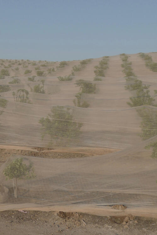 An orange grove covered in netting, central California 2026. Photography by Mike Hamar.